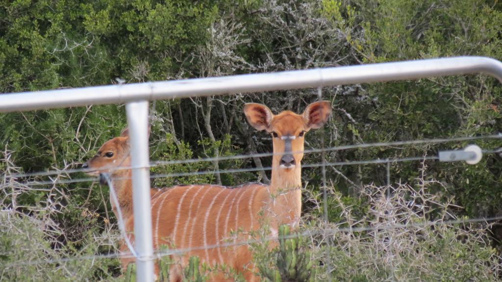Kudu Ridge Game Lodge Addo Luaran gambar