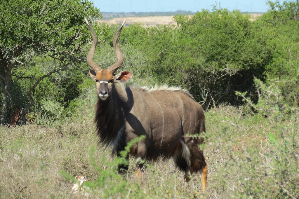 Kudu Ridge Game Lodge Addo Luaran gambar