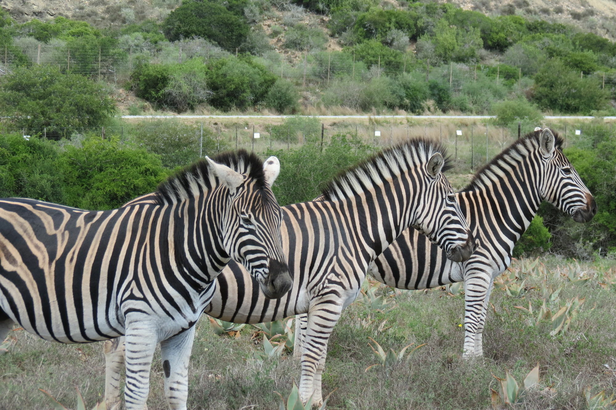 Kudu Ridge Game Lodge Addo Luaran gambar